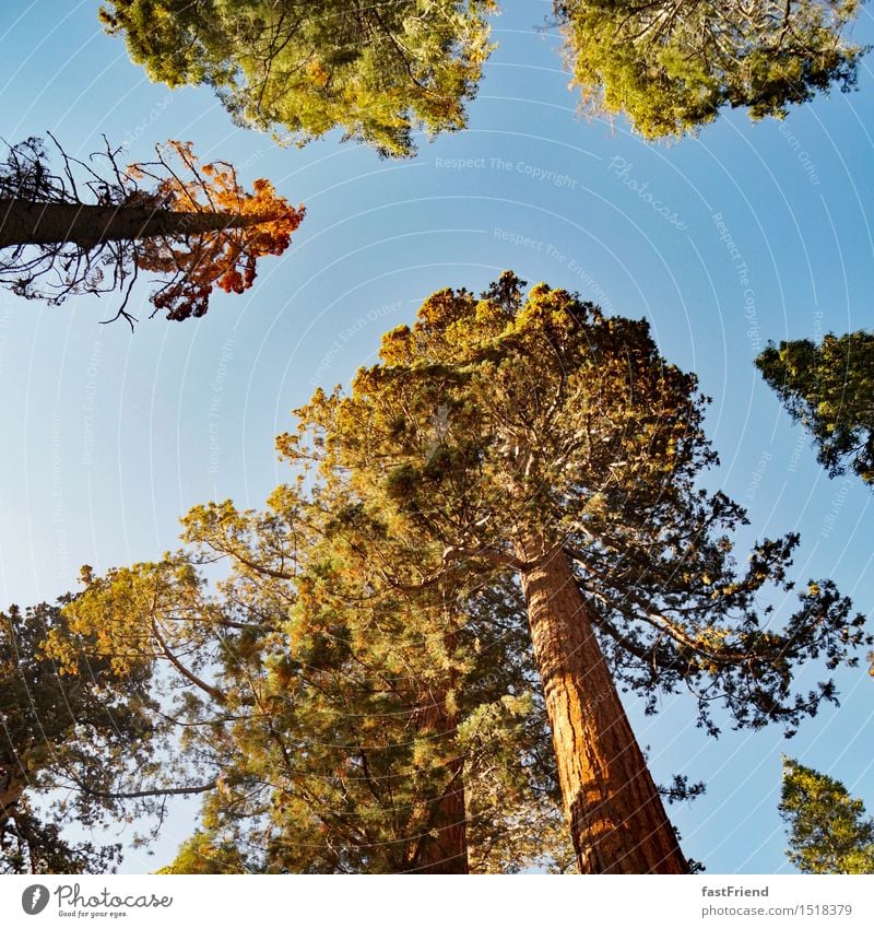 Big friend Tree Old Esthetic Tall Calm Authentic Yosemite National Park Forest Treetop Coniferous trees giant sequoia Redwood Americas USA Colour photo