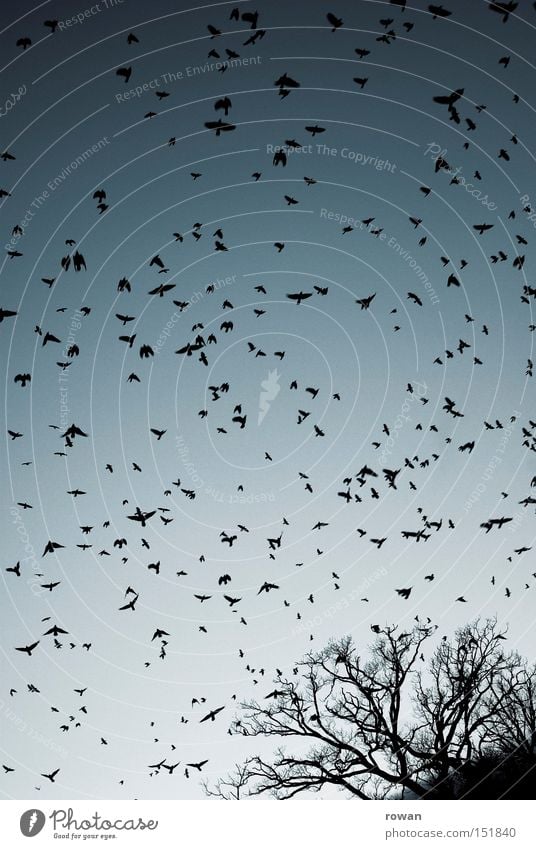 flock of birds III Bird Flock of birds Flying Raven birds Tree Branchage Creepy Plagues False Surrealism Aviation Flight of the birds