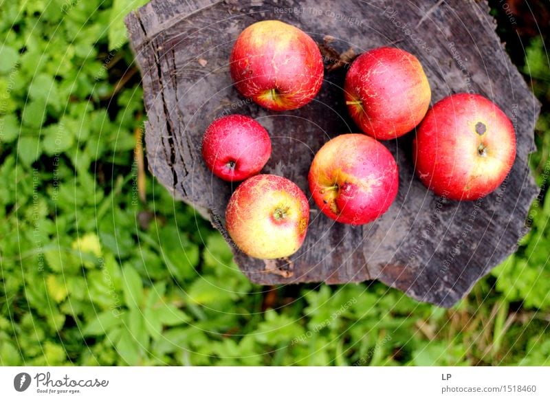 apples on a log 2 Food Fruit Apple Nutrition Picnic Organic produce Vegetarian diet Diet Fasting Nature Spring Summer Autumn Beautiful weather Garden Park