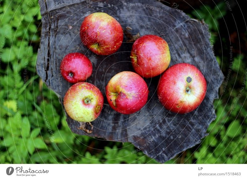 apples on a log 1 Food Fruit Apple Nutrition Eating Picnic Organic produce Vegetarian diet Diet Fasting Lifestyle Joy Healthy Wellness Contentment