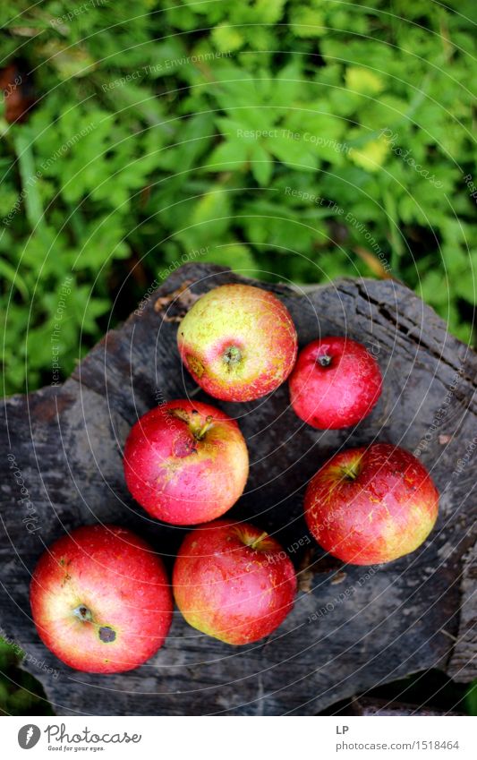 apples on a log Food Fruit Apple Nutrition Picnic Organic produce Vegetarian diet Diet Fasting Lifestyle Shopping Joy Healthy Fitness Wellness Harmonious