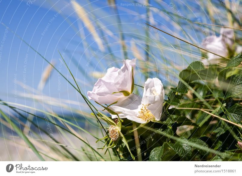 Baltic Life Harmonious Fragrance Vacation & Travel Beach Ocean Nature Landscape Plant Water Cloudless sky Summer Beautiful weather Bushes Rose Wild plant Coast