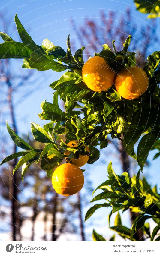 Orange tree in Madeira Wide angle Deep depth of field Back-light Sunbeam Sunlight Light (Natural Phenomenon) Contrast Shadow Day Copy Space middle