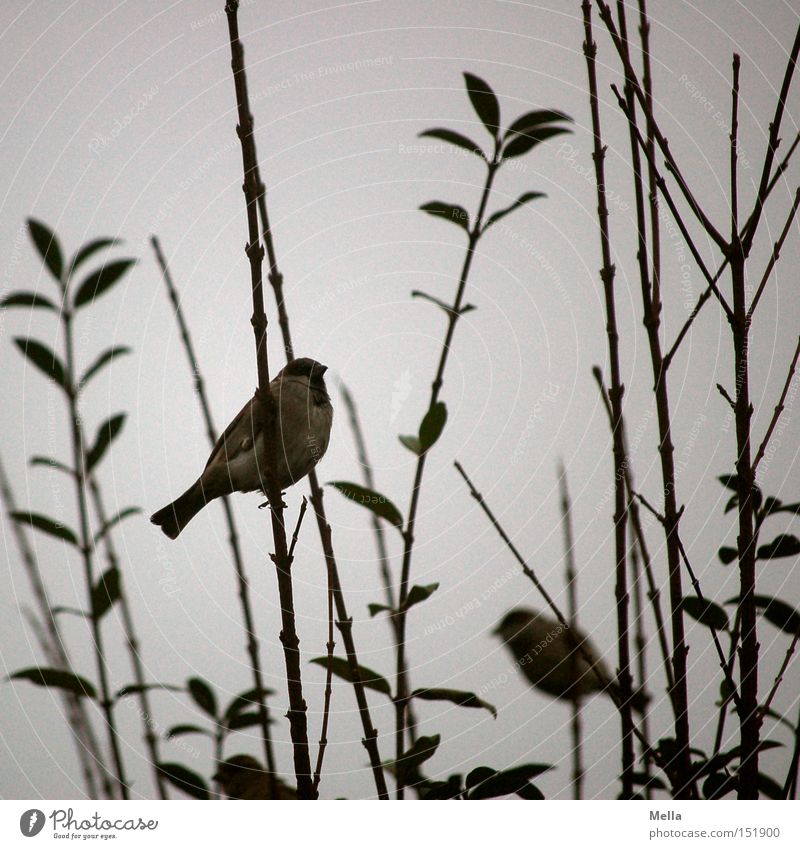 sparrow winter Environment Nature Bushes Twigs and branches Animal Bird Sparrow 2 Natural Gloomy Gray Dreary Colour photo Exterior shot Day