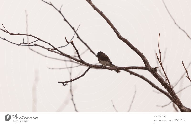 Grey female tree swallow Tree Field Forest Animal Bird Wing Gray Colour photo Morning