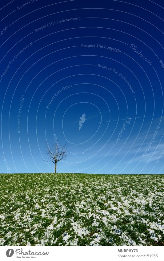 Lonely width in green/blue Tree Cherry tree Branch Silhouette Shadow Sky Clouds Grass Meadow Snow Blue Green White Winter