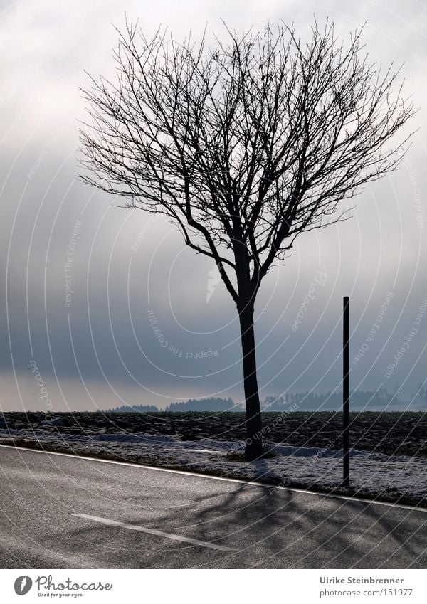 Bald tree at the roadside in front of winter sky Colour photo Subdued colour Exterior shot Deserted Copy Space middle Day Shadow Sunlight Winter Nature