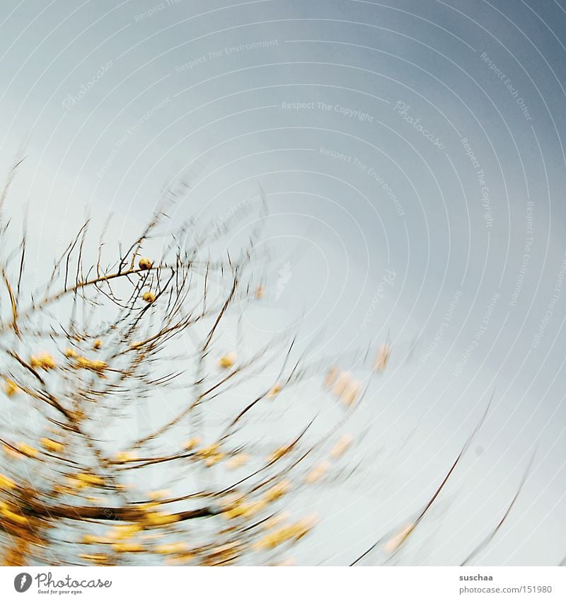 nochn a little bit apple strudel Sky Branch Tree Apple tree Yellow Autumn Harvest Rotation Blur Nature Agriculture Windfall Movement Exterior shot