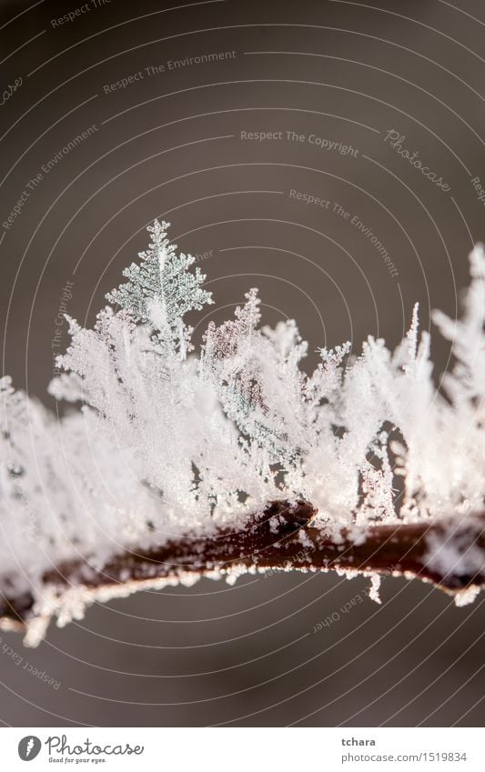 Frozen Nature Plant Water Winter Climate Climate change Ice Frost Snow Snowfall Tree Garden Park Freeze Cold White Close-up Macro (Extreme close-up) Day