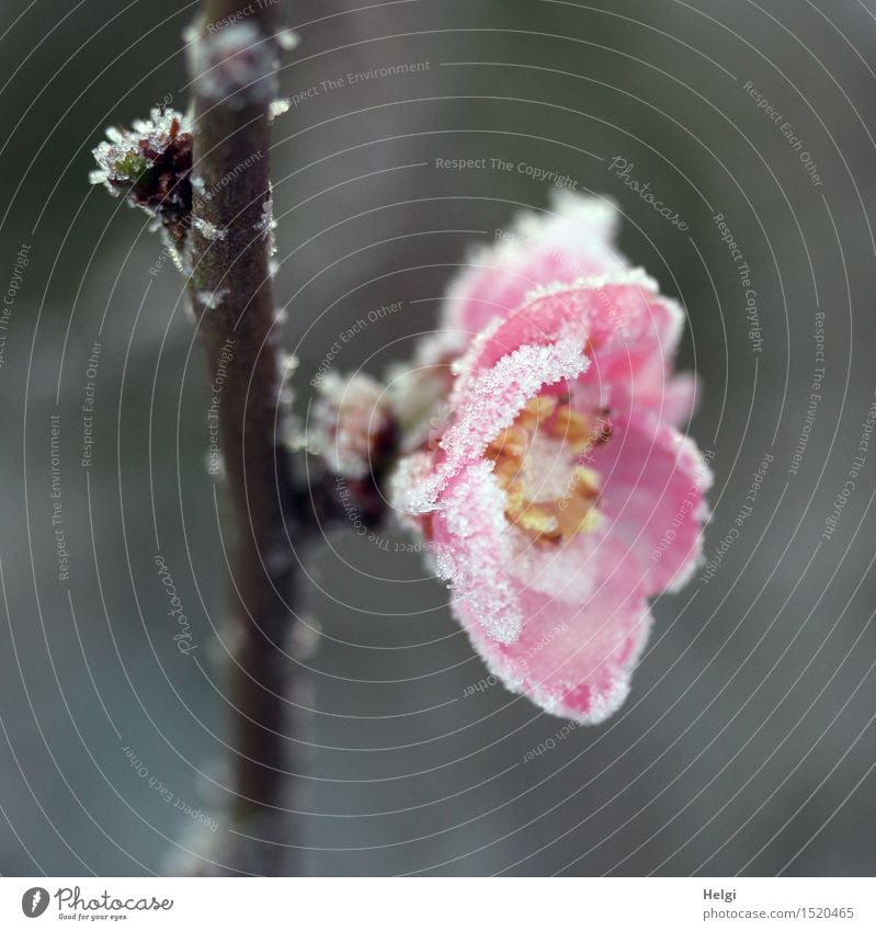 flowered too soon... Environment Nature Plant Winter Ice Frost Bushes Blossom Twig Flowering Quince Garden Blossoming Freeze Exceptional Beautiful Uniqueness