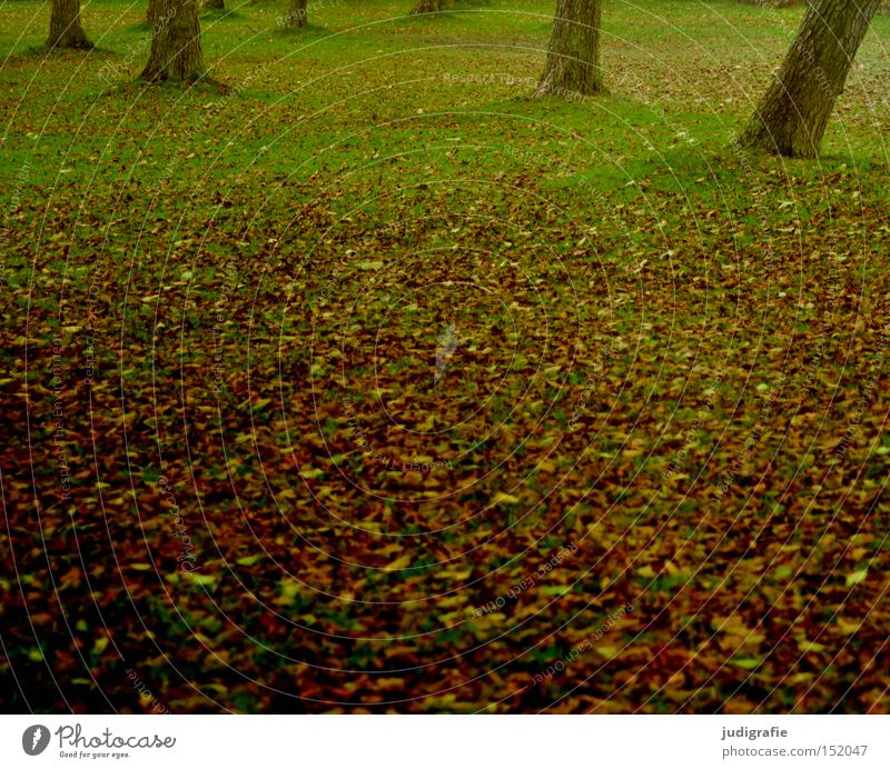 bathing island Meadow Tree Autumn Leaf Grass Tree trunk Deciduous tree Nature steinhude