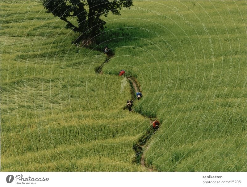 paddy Field Nepal Mountain Nature Landscape Human being