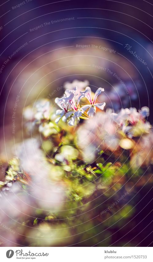 Flowers at dusk Beautiful Summer Garden Environment Nature Plant Grass Blossom Meadow Growth Fresh Bright Natural Soft Blue Yellow Green White Colour