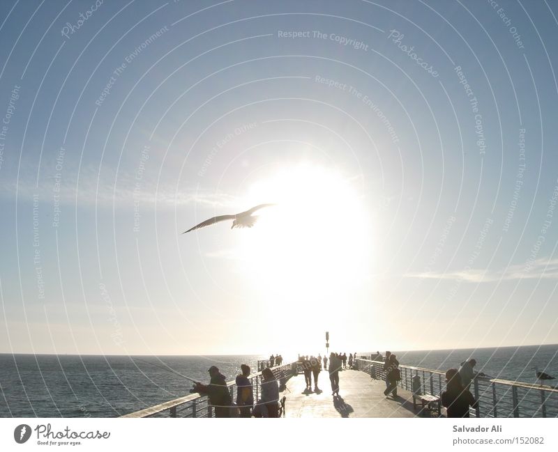 Lazin on a sunny afternoon California Footbridge Pacific Ocean Los Angeles Long Beach Promenade Seagull Sun Relaxation USA Coast Summer Blue lazine