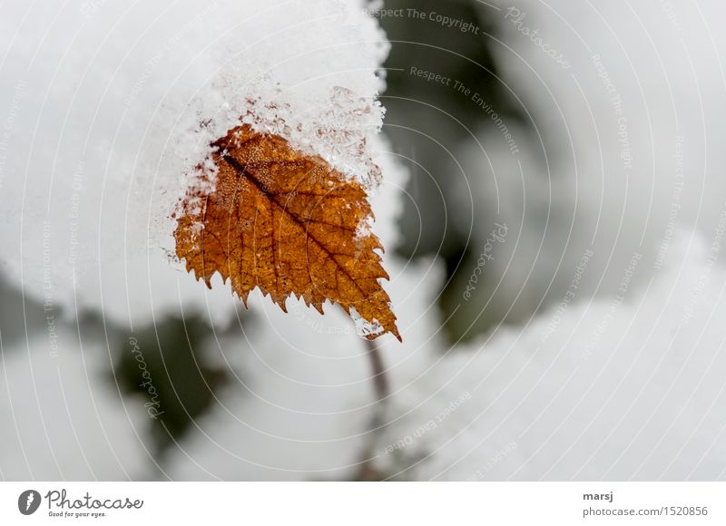 In the stranglehold of winter Nature Winter Ice Frost Snow Plant Leaf Birch leaves Natural End Death Cold Limp serrated Colour photo Subdued colour