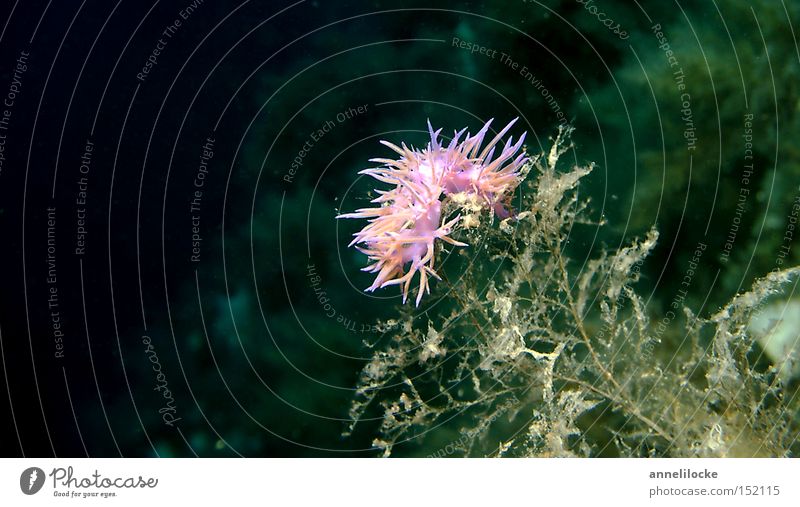 pink nudiii Colour photo Macro (Extreme close-up) Underwater photo Ocean Dive Coast Coral reef Snail 1 Animal Small Pink Snorkeling Mediterranean sea Fluff