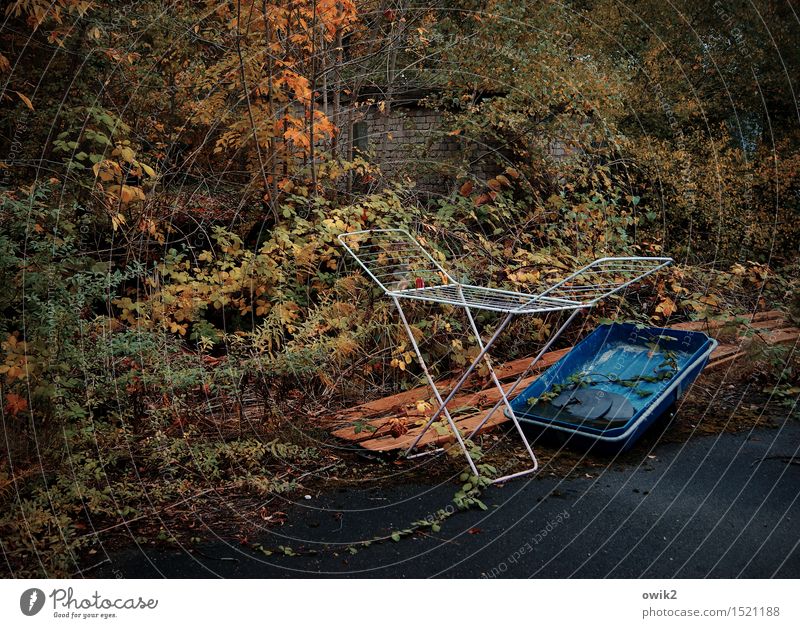 vacancy Environment Nature Plant Cotheshorse Empty Vacancy Plastic Stand Wait Autumn Autumnal Autumnal colours Autumn leaves Multicoloured Colour photo