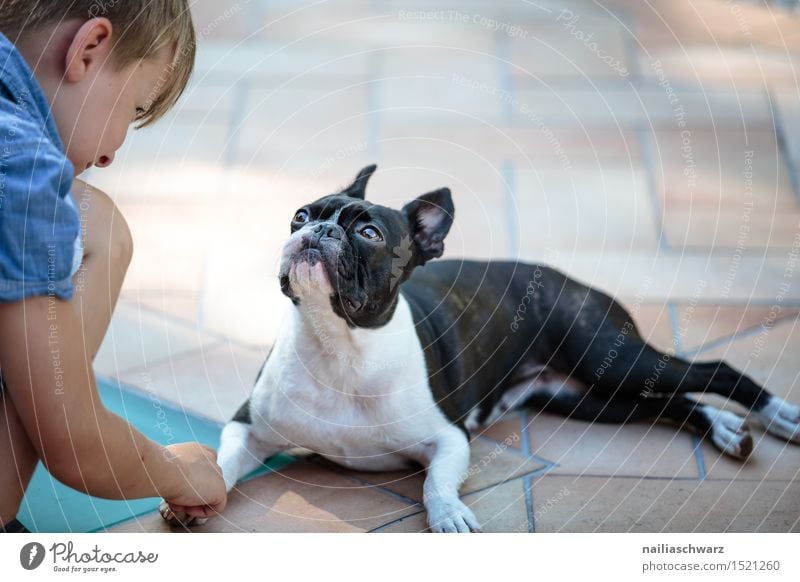 Boston Terrier and boy Playing Child Human being Masculine Boy (child) 1 3 - 8 years Infancy Animal Pet Dog Small Cute Mistrust boston terrier Two-tone Purebred