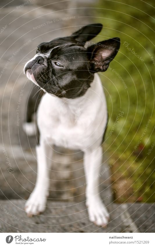 Boston Terrier Summer Garden Animal Pet Dog 1 Small Cute boston terrier Two-tone Purebred fina portrait Summer's day Colour photo Exterior shot Deserted Day