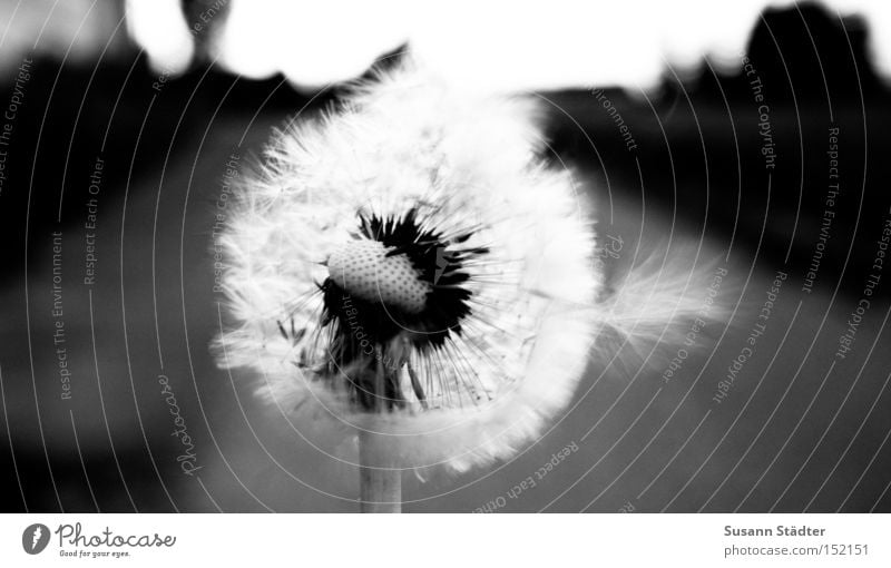 A PIECE OF SUMMER Dandelion Summer Warmth Hot Field Blow Flower Pollen Spore Agriculture Street Stalk Black White