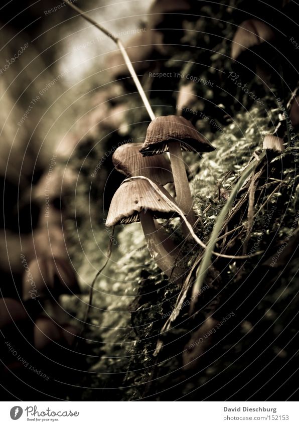 friends for life Mushroom Plant Moss Nature Ground Image Stalk Poison Vegetable Macro (Extreme close-up) Close-up Autumn motif Inedible escalope chasseur