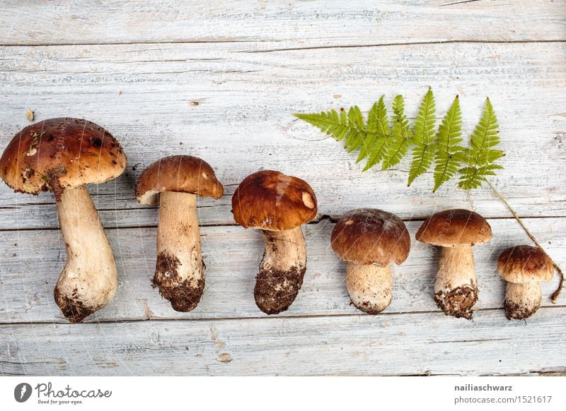 Fresh porcini mushrooms from the forest Moss Leaf Hat Esthetic Fragrance Delicious Brown Boletus spruce mushroom noble mushroom entirely Multiple handle