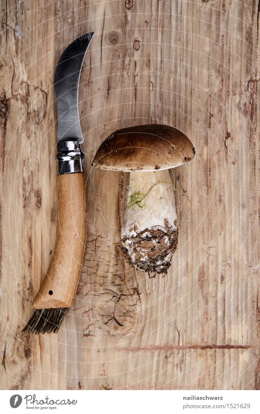 Fresh porcini mushrooms from the forest Food Nutrition Knives Moss Leaf Hat Fragrance Brown Boletus mushroom knife spruce mushroom noble mushroom entirely