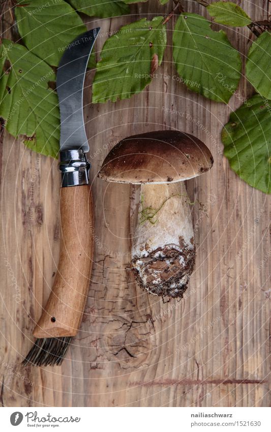 Fresh porcini mushrooms from the forest Food Nutrition Moss Leaf Hat Brown Green Boletus mushroom knife spruce mushroom noble mushroom entirely Multiple Knives