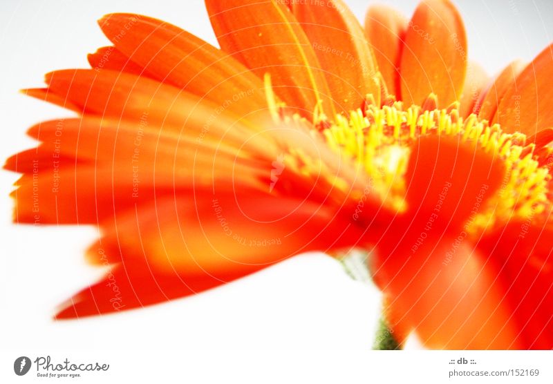 .:: Spring dream ::. Flower Yellow White Green Blur Orange sheets flowering dust bloom