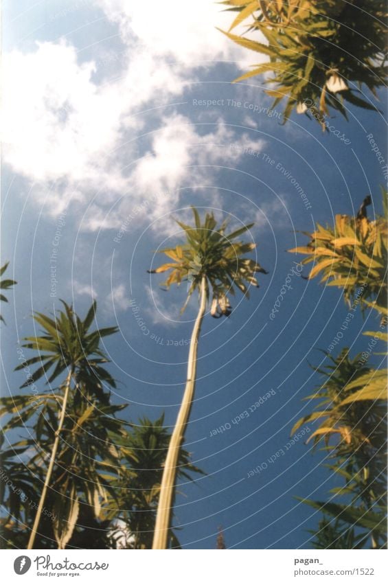 nopalms Hemp Palm tree Clouds Sky