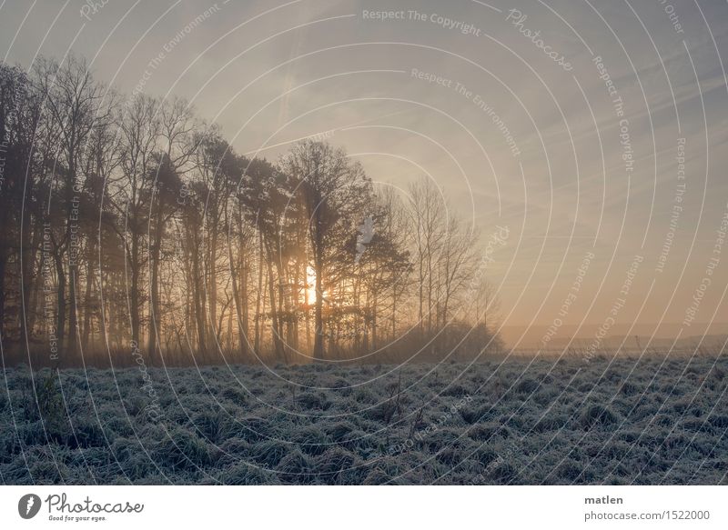 At the edge of the forest Landscape Plant Sky Clouds Horizon Winter Weather Beautiful weather Fog Ice Frost Snow Tree Grass Field Forest Deserted Cold Blue