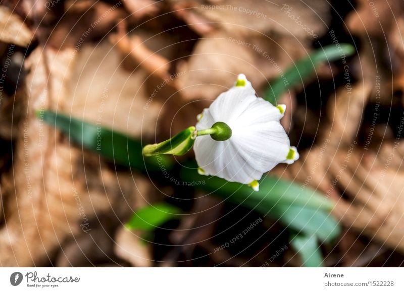 spring commentator Plant Spring Flower Leaf Snowdrop Autumn leaves Forest Woodground Blossoming Growth Natural Beautiful Brown Green White Spring fever