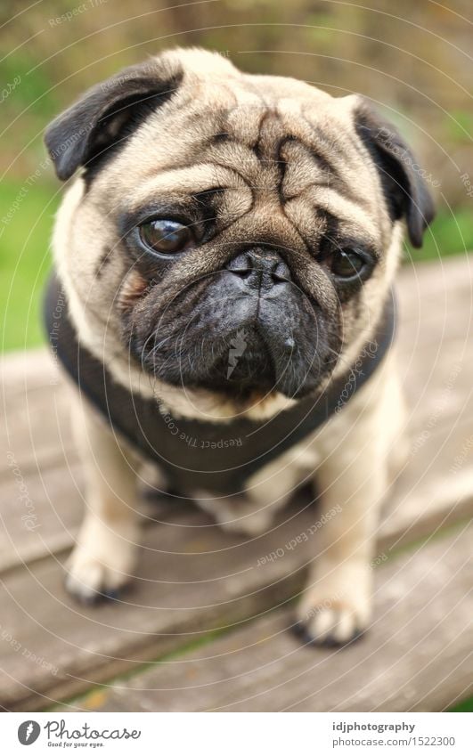 Cute and sad Pug Dog sitting Animal Pet Animal face Pug nose doggy Sadness Puppy Puppydog eyes Puppy love 1 Baby animal Wood Emotions Colour photo Exterior shot