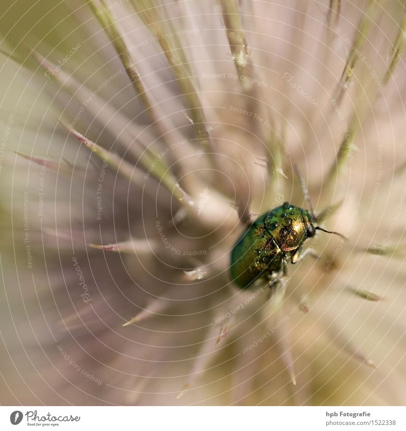 Rose beetle on thistle Nature Plant Animal Spring Summer Garden Park Meadow Field Forest Wild animal Beetle 1 Crouch Crawl Sit Wait Esthetic Exceptional Elegant