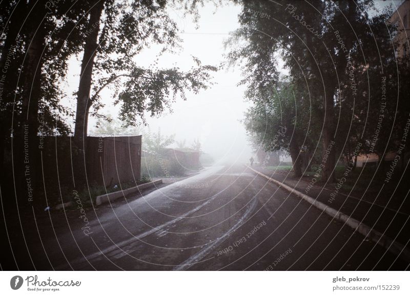 fog. Fog Fogged over Siberia Reflection Flower Blossom Green Sky White Human being Street Light Light (Natural Phenomenon) Russia Weather Autumn