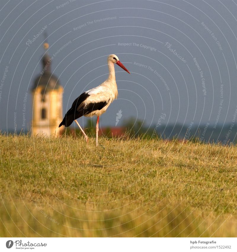 stork Nature Landscape Animal Summer Meadow Field Wild animal Bird 1 Rutting season Observe Movement Esthetic Natural Beautiful Dry Blue Yellow White Moody