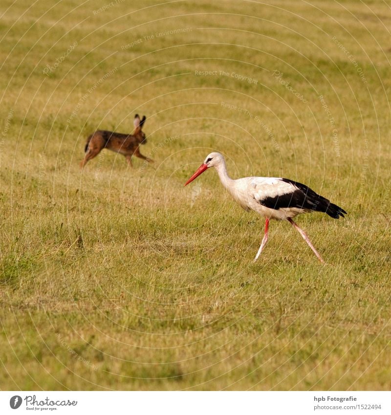 Rabbit and stork Nature Landscape Animal Spring Summer Meadow Field Wild animal Bird Pelt Hare & Rabbit & Bunny 2 Pair of animals Movement Walking Running