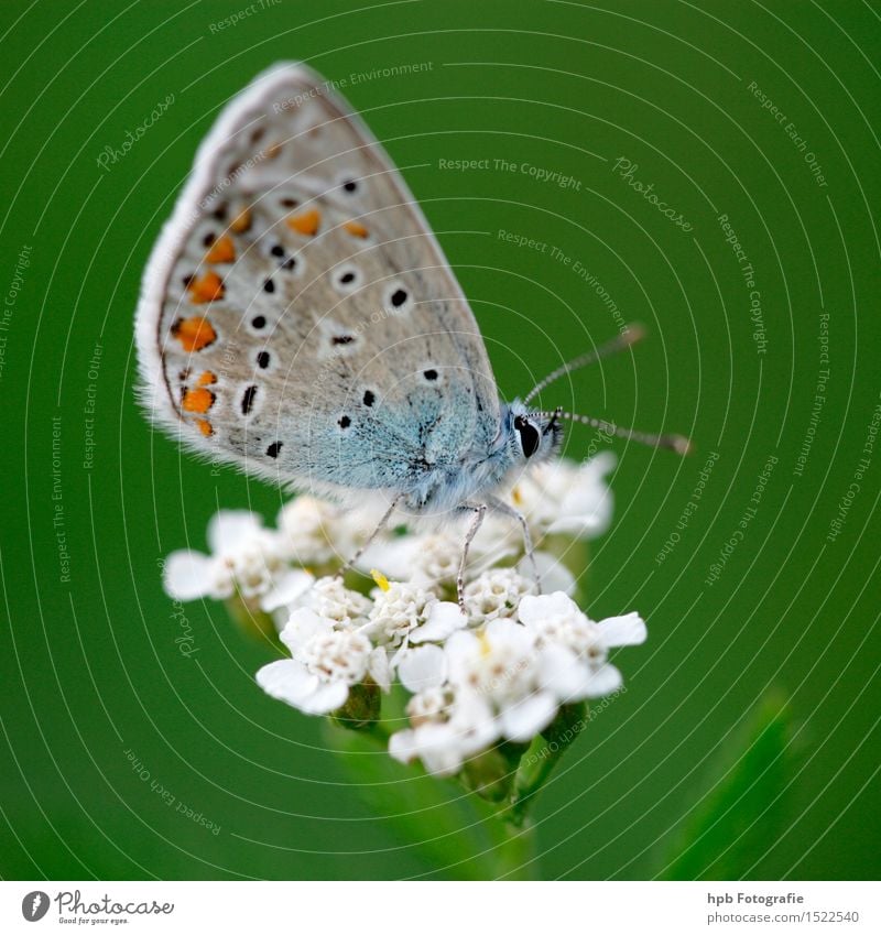 Speckle-breasted Blue Finch Animal Wild animal Butterfly Wing 1 Breathe Observe Blossoming Flying Crouch Crawl Esthetic Exceptional Exotic Friendliness Natural