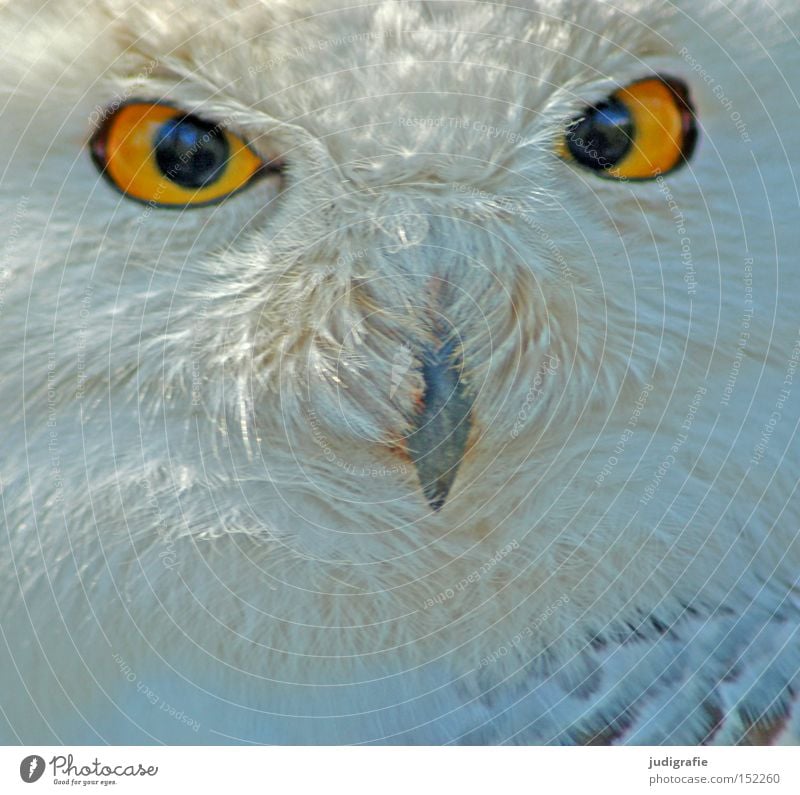 robber Snowy owl Owl birds Bird Feather Beak Eyes Bird of prey Looking Yellow Colour