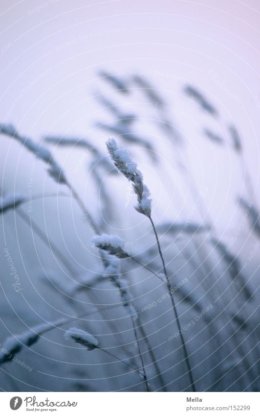 winter grass Grass Blade of grass Ear of corn Snow Cover Covered Winter Cold Blue Romance Calm