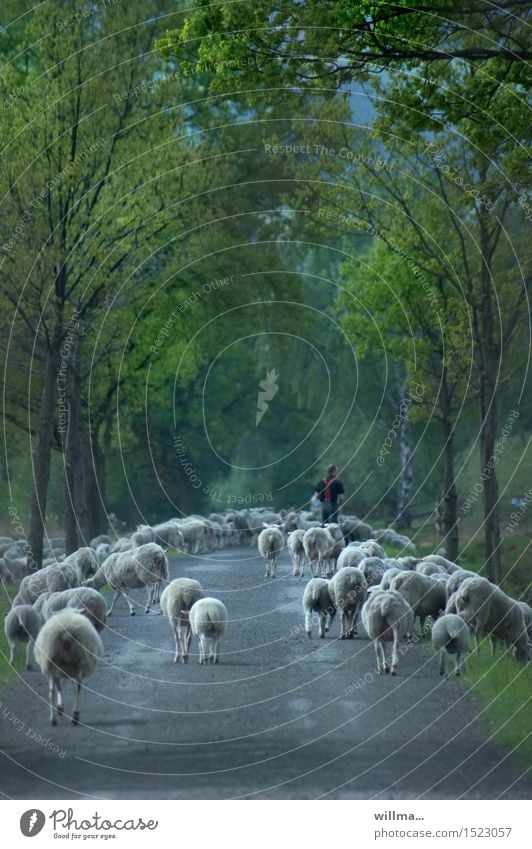 Flock of sheep with shepherd Shepherd Country road Sheep Farm animal Herd Asphalt Avenue Group of animals