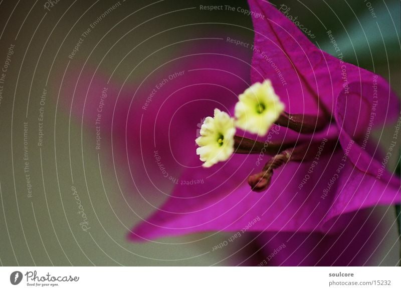 contrast flower Flower Violet Blossom Nature