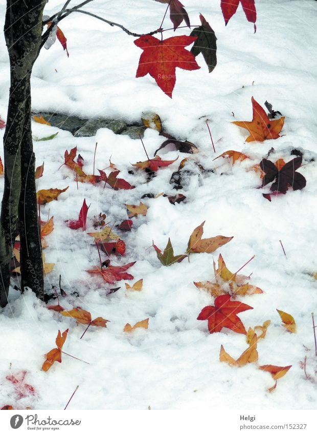 Snow at Christmas... Winter Tree Leaf Tree trunk Twig Brown Black Maple tree Yellow Cold December Transience Garden Park Multicoloured Red Nature Helgi