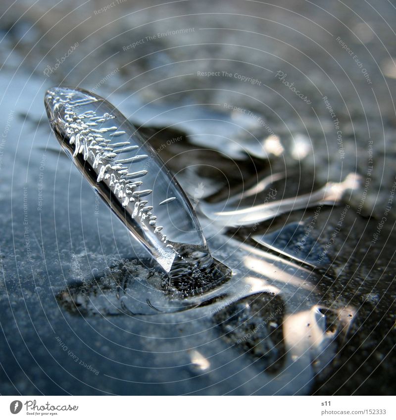 Standing Icicle Winter Work of art Wall (barrier) Water Mirror Nature Express train Light Transience Cold Macro (Extreme close-up) Close-up Beautiful Ice frogs