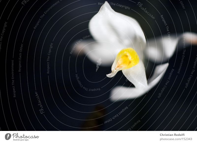 Merry Christmas and Happy Holidays Blossom Pistil Blossom leave Pollen Yellow Stamen Macro (Extreme close-up) Orchid Flower Plant White Close-up