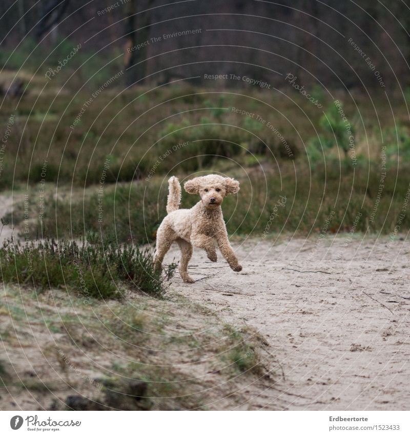 poodle-well Nature Landscape Spring Meadow Forest Animal Pet Dog Poodle 1 Running Athletic Free Cute Wild Brown Green Joy Euphoria Ease poodleohl Hunting