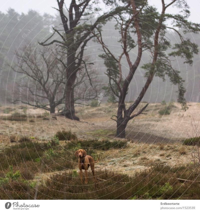 on one's own Landscape Winter Fog Forest Animal Pet Dog Hound 1 Observe Discover Hunting Stand Wait Wild Brown Love of animals Wanderlust Loneliness Adventure