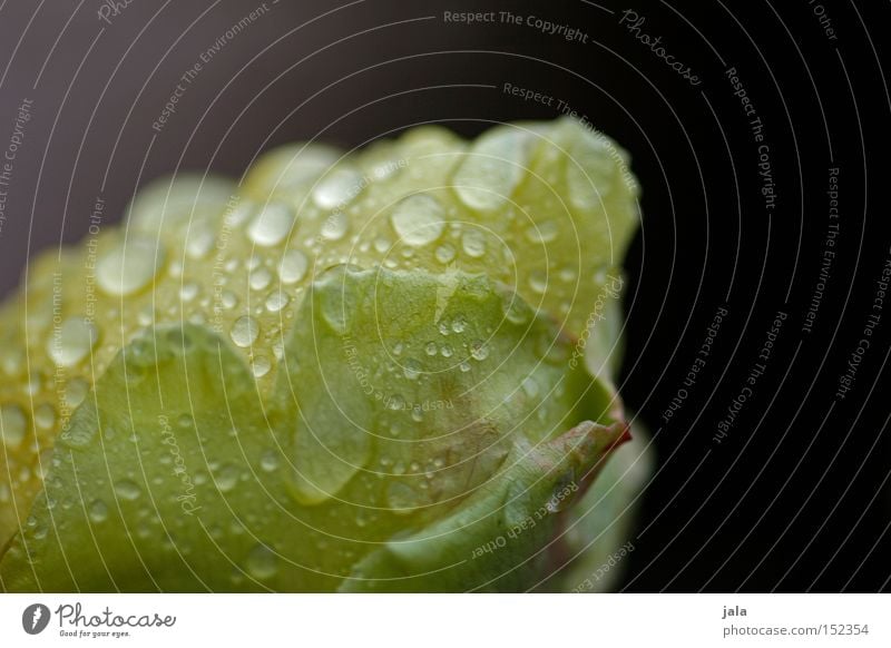 Honey Perfume Rose Drops of water Water Rain Flower Plant Romance Beautiful Blossom Yellow Wet Fragrance Odor Park Macro (Extreme close-up) Close-up