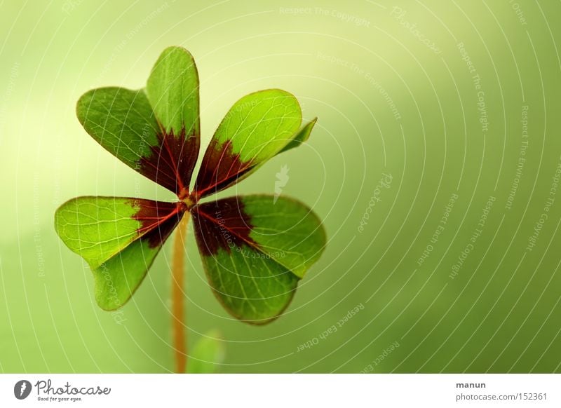 Good luck. Colour photo Subdued colour Interior shot Close-up Copy Space right Neutral Background Day Contrast Central perspective Long shot Happy Contentment