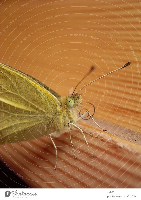 hatched pet Butterfly Deploy Insect Trunk Feeler Macro (Extreme close-up)